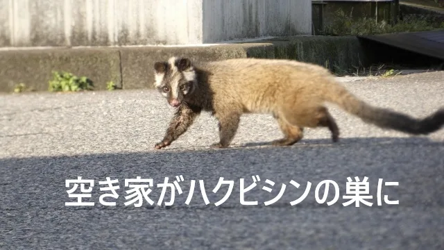 所沢の空き家にハクビシン！