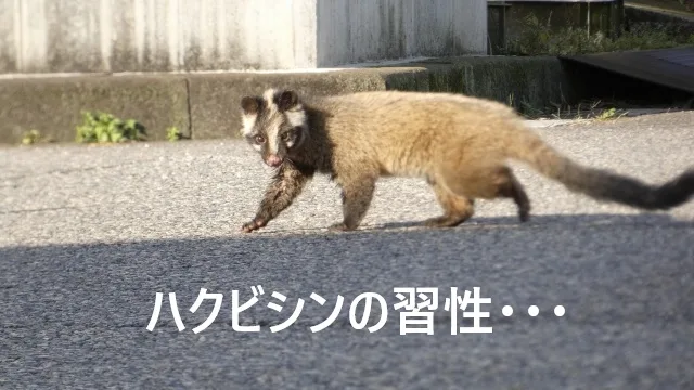 ハクビシンの糞の特徴と見分け方