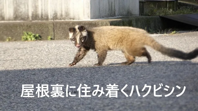 ハクビシンが屋根裏に棲みついた！今すぐ確認すべき被害サインと正しい対処法