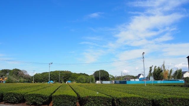 狭山市で害獣被害