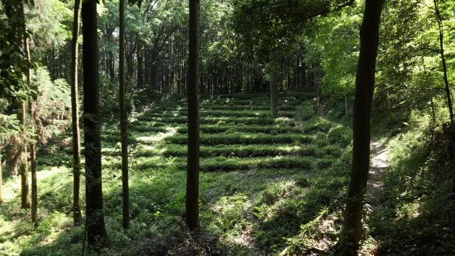 所沢で害獣が出やすい家の特徴