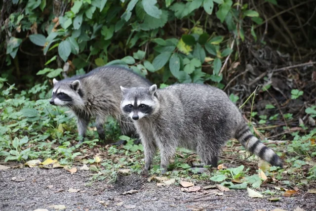 アライグマが凶暴で危険な理由
