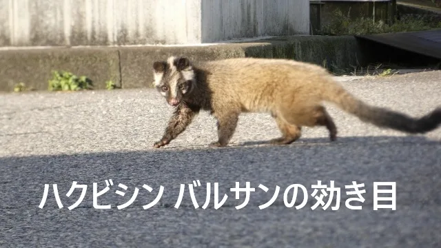 ハクビシンにバルサンは効く？