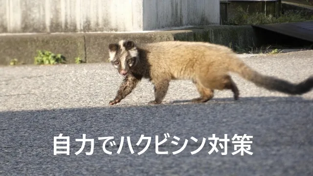 自力でハクビシン対策