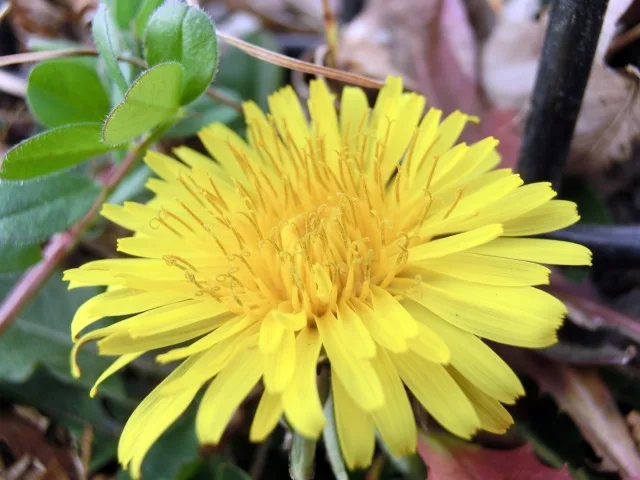たんぽぽ 花びら 5枚