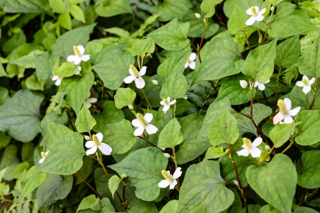 ドクダミを植木鉢で育てる